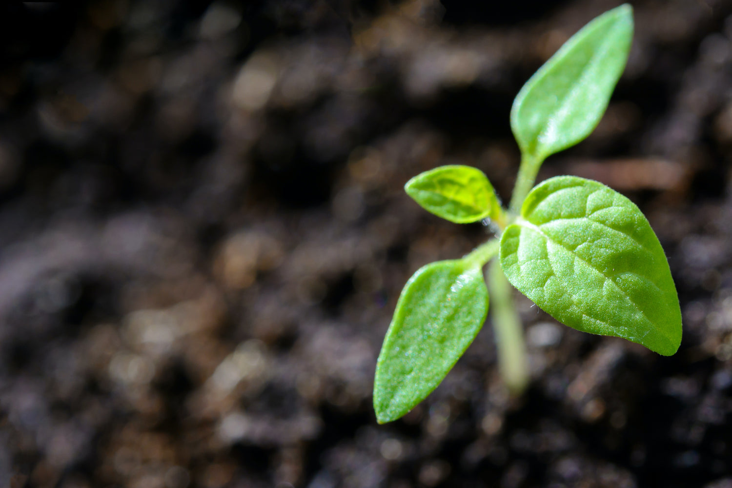 Sprouting organic herb