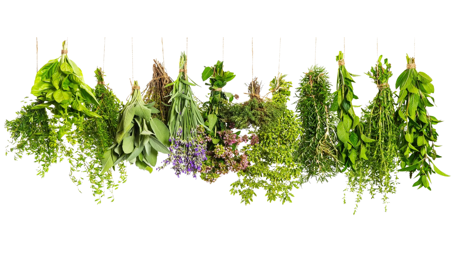 Organic Raw Herbs Hanging to Dry GAIA Holistic Alternatives